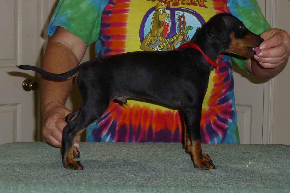 Manchester Terrier Puppies breeder image 1