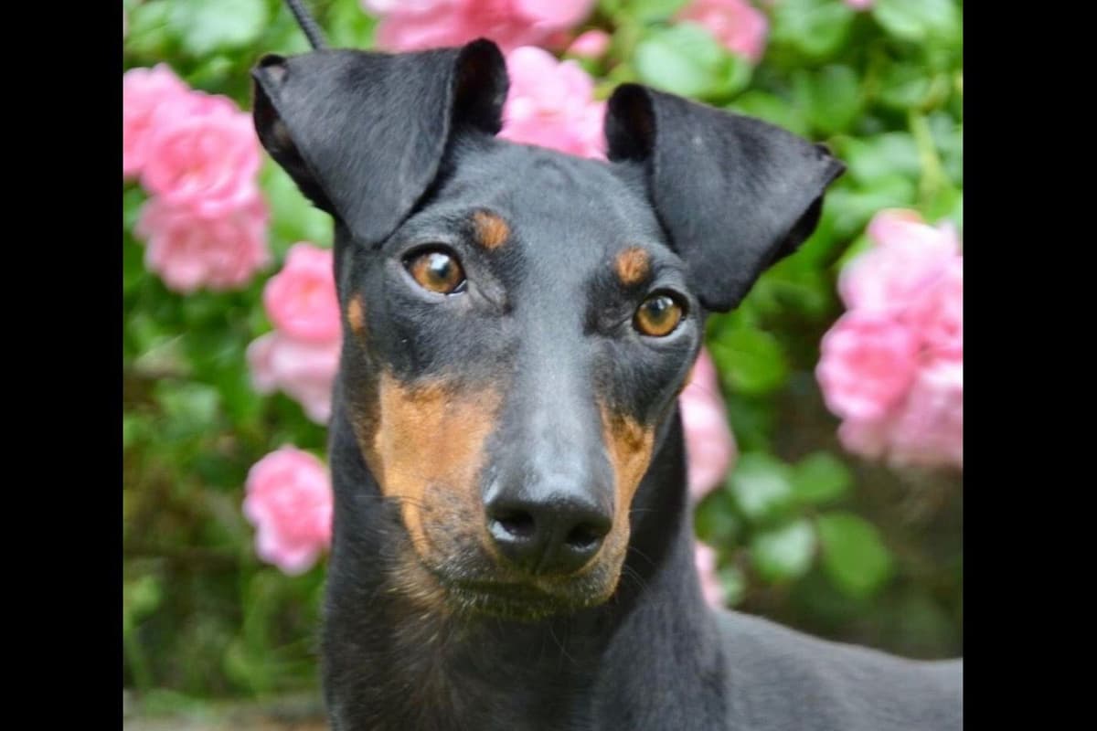 Manchester Terrier Puppies breeder image 4