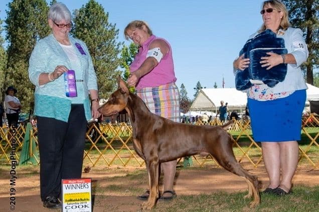 Manchester Terrier Puppies breeder image 5