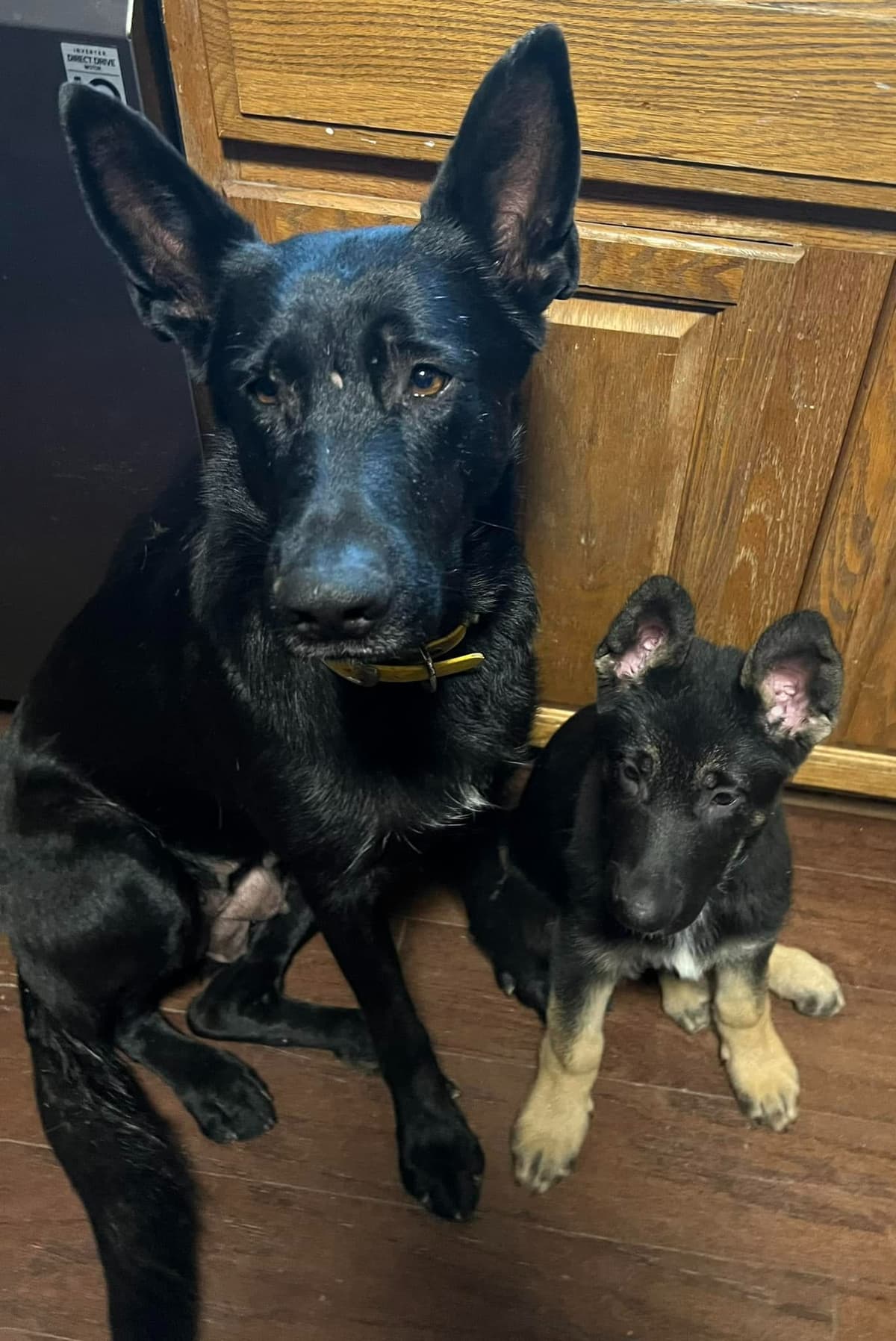 German Shepherd Dog Puppies breeder image 29