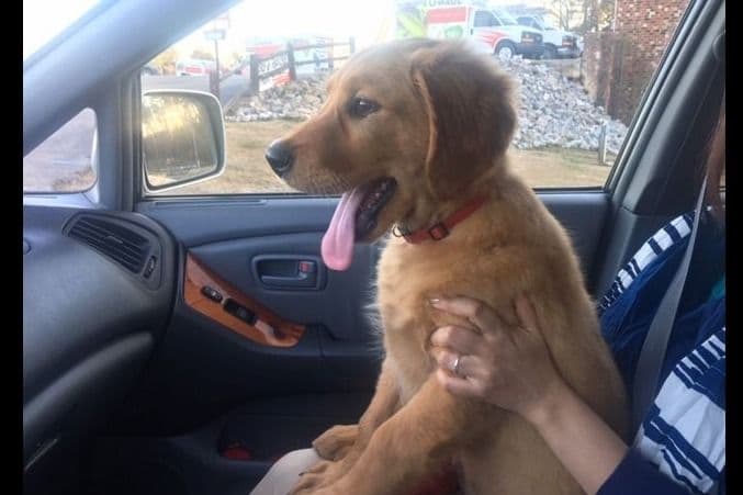 Golden Retriever Puppies breeder image 6
