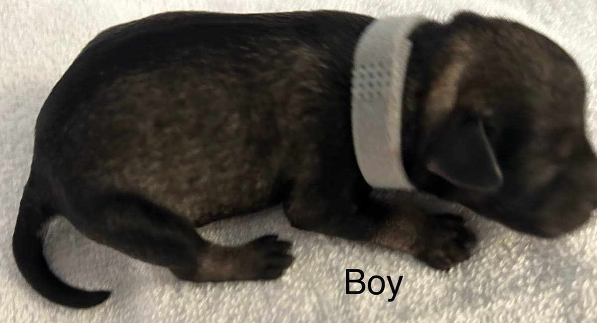Miniature Schnauzer Puppies breeder image 13
