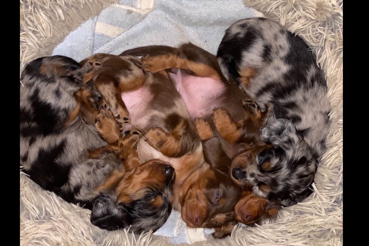 Miniature Dachshund Puppies breeder image 3