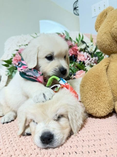 9 English Cream Golden Retriever born 04/30/2026. 2 remaining. breeder image 9