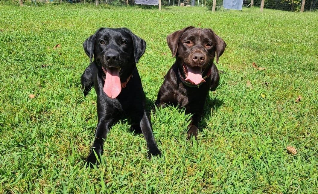 Well Socialized Labrador Puppies from Health Tested Parents breeder image 10