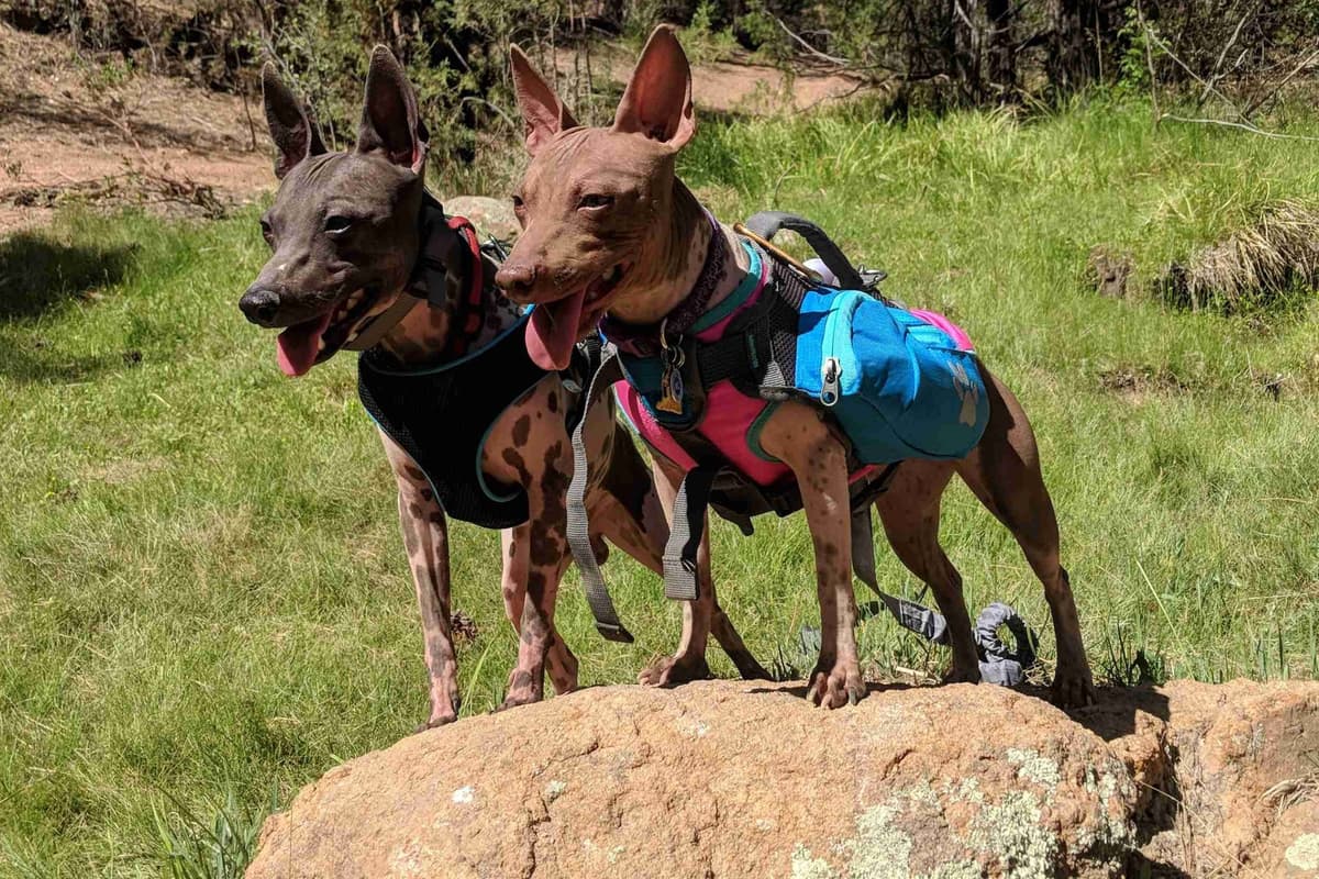 American Hairless Terrier Puppies breeder image 6