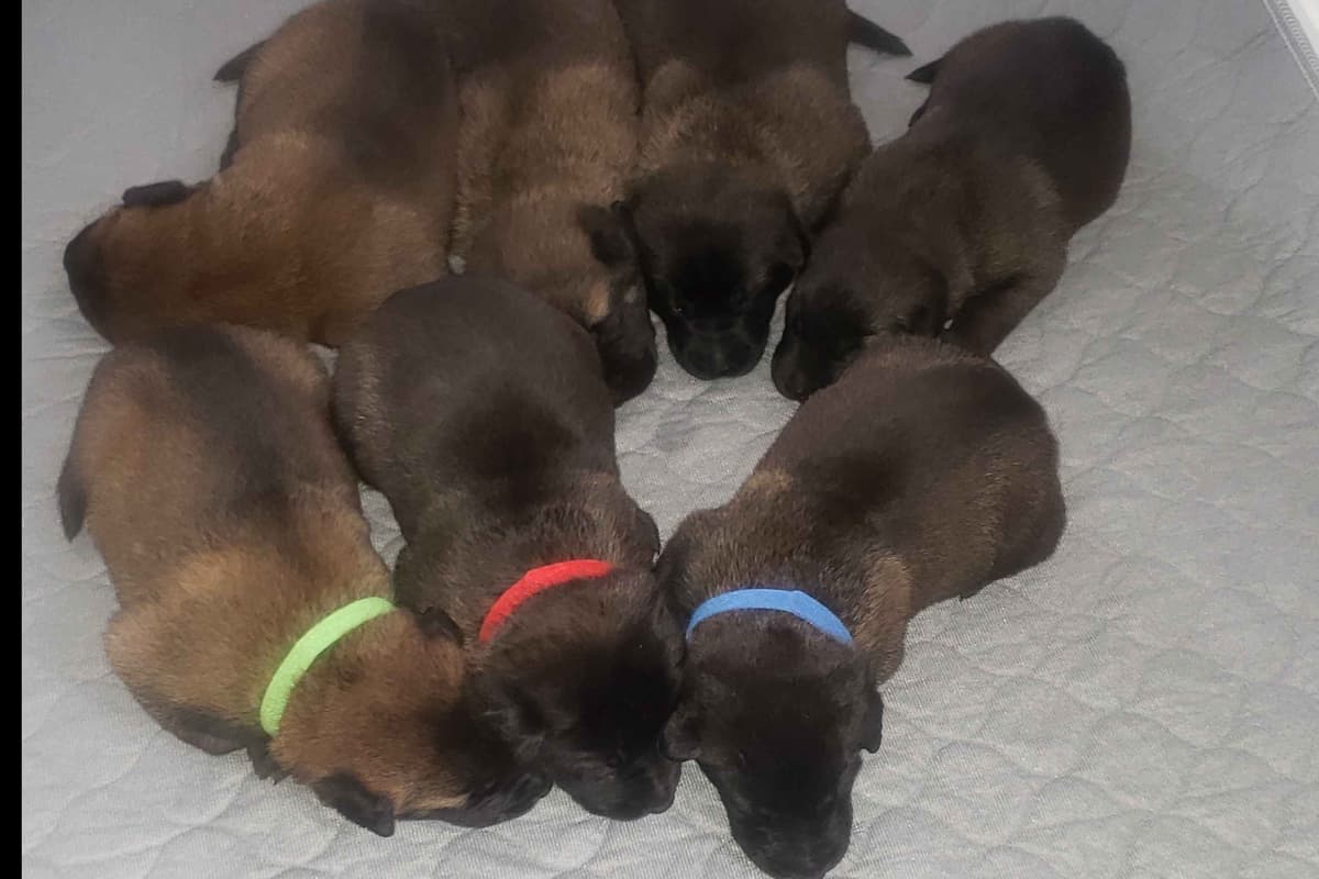 Belgian Malinois Puppies breeder image 4