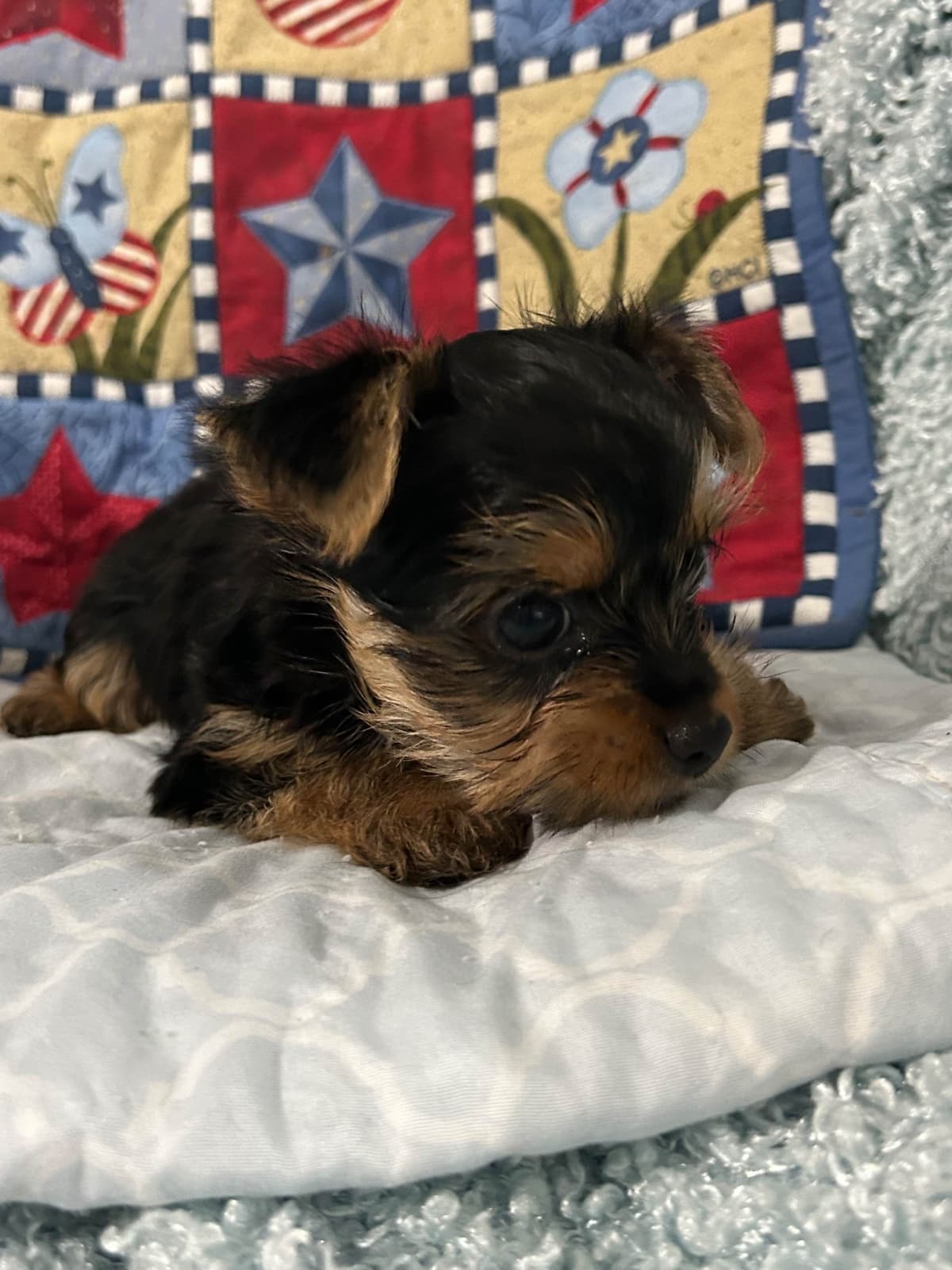 Yorkshire Terrier Puppies breeder image 4
