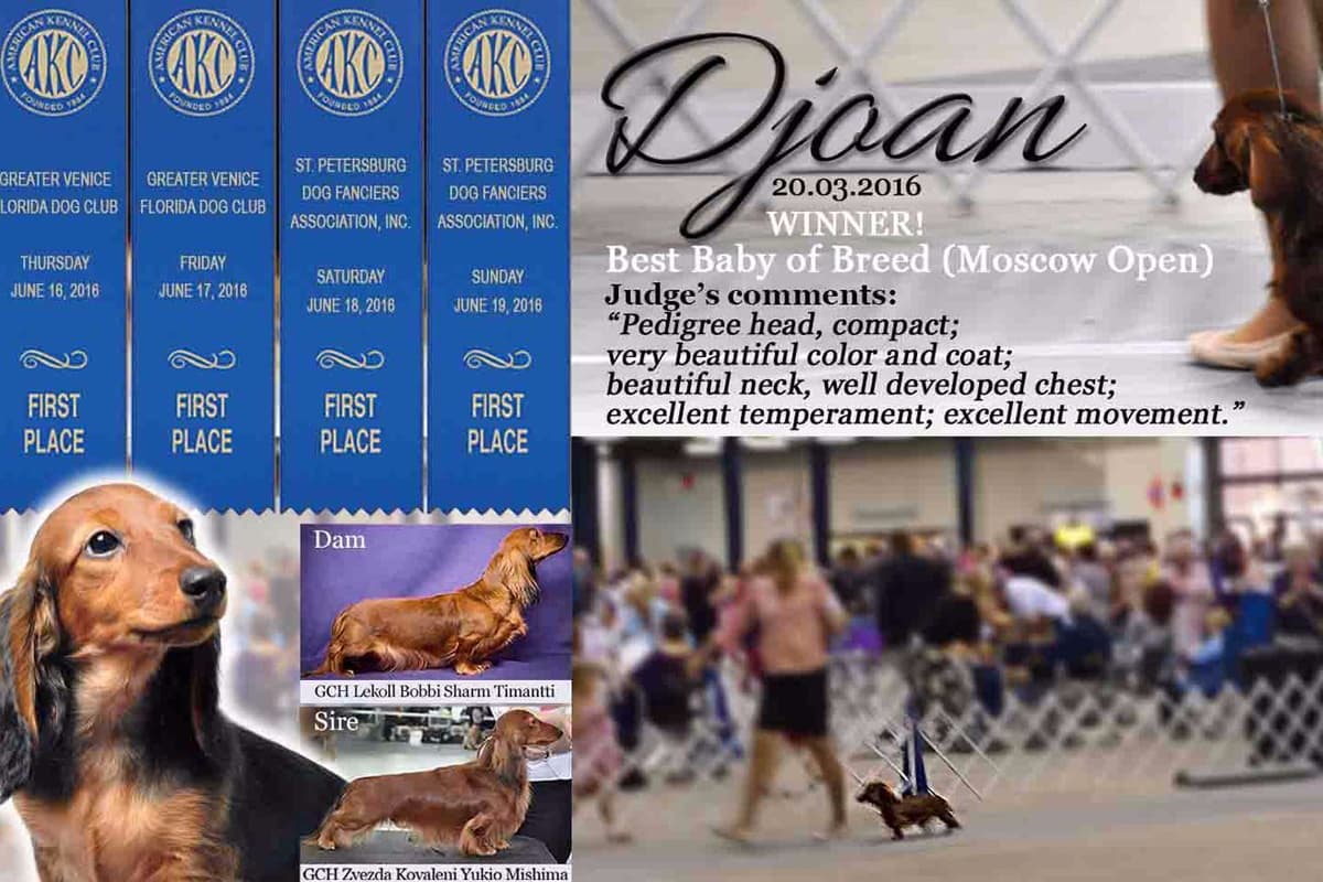Dachshund Puppies breeder image 4