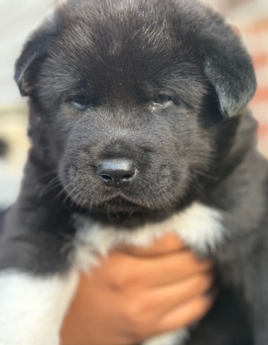 Akita Puppy looking for Forever Family!๐พ breeder image 4