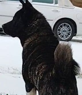 Akita Puppy looking for Forever Family!๐พ breeder image 2