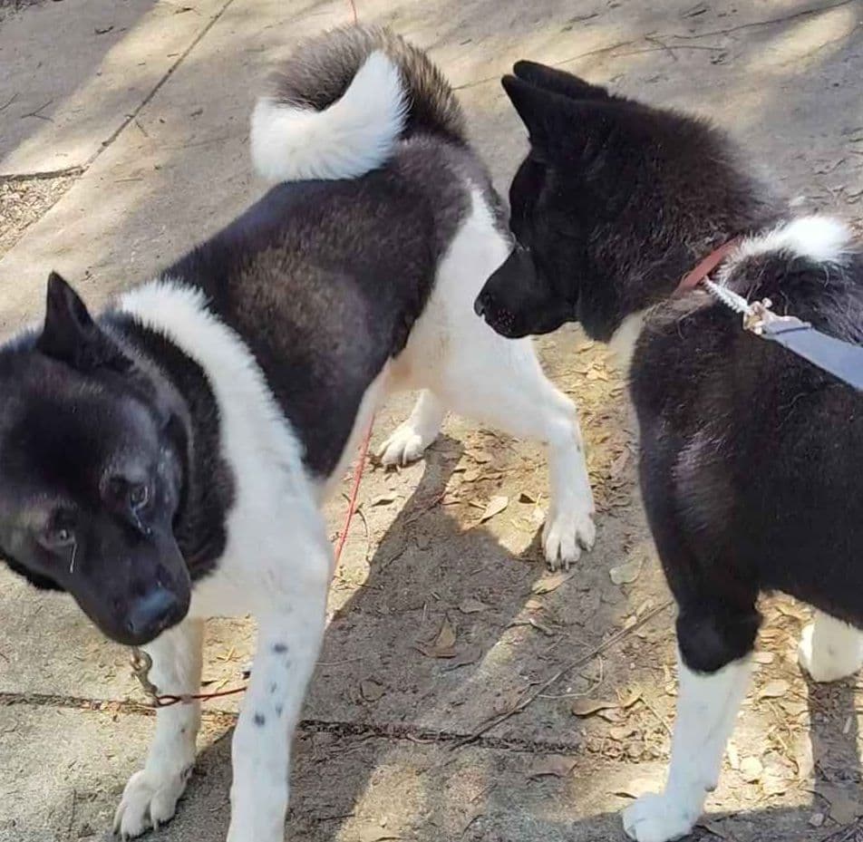 Akita Puppy looking for Forever Family!๐พ breeder image 3