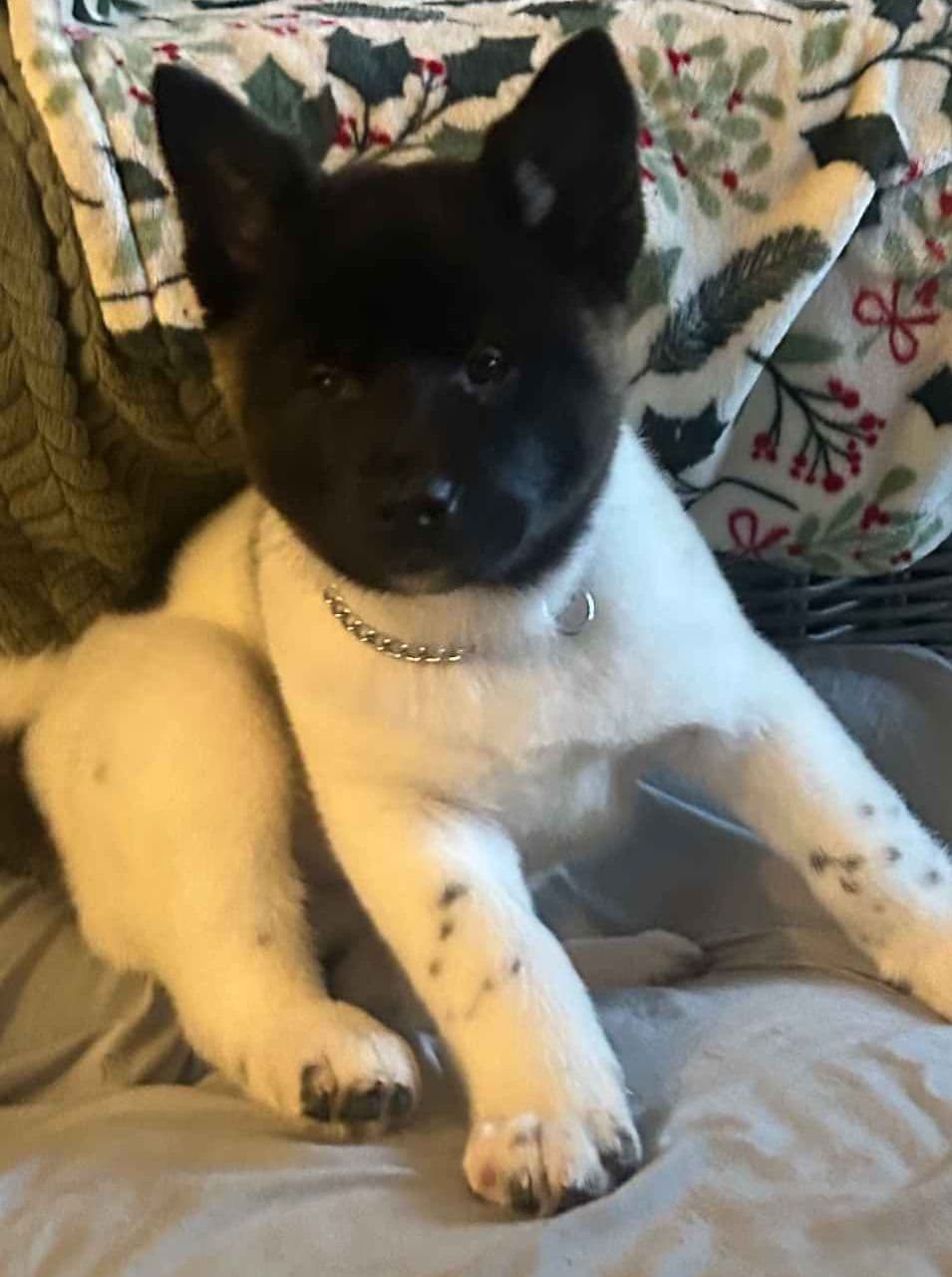 Akita Puppy looking for Forever Family!๐พ breeder image 5