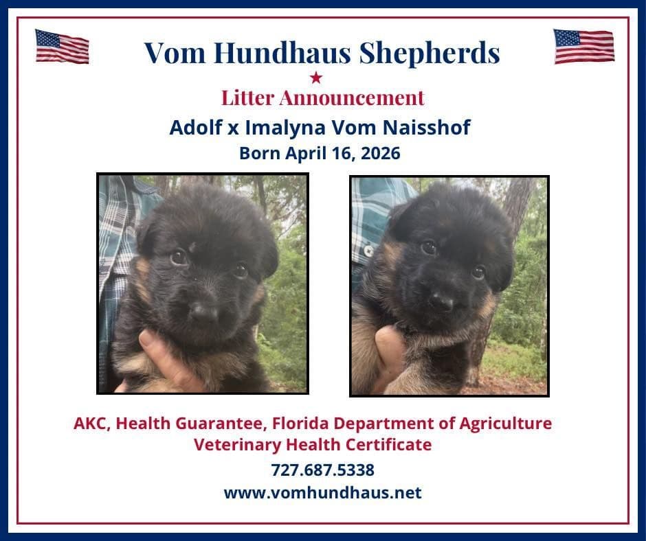 German Shepherd Dog Puppies breeder image 27