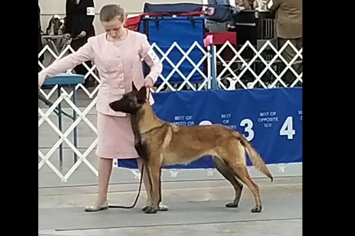 Quality Belgian Malinois Puppies breeder image 3