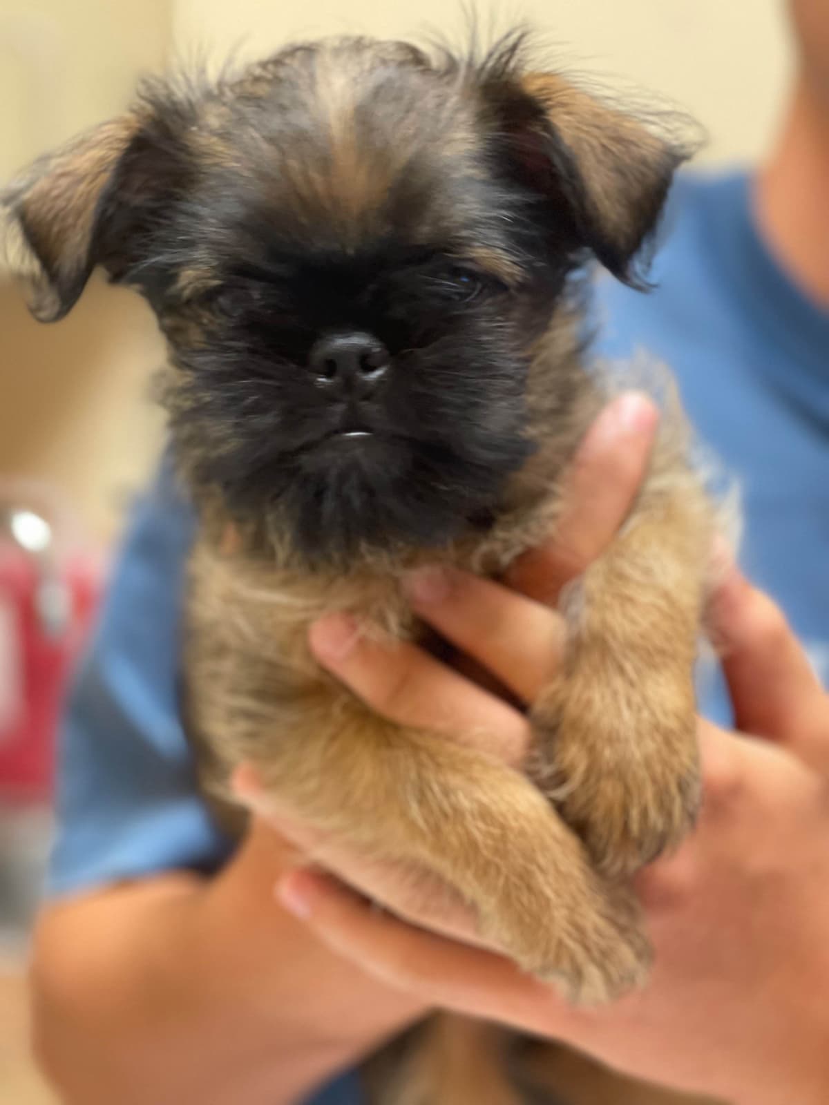 Brussels Griffon Puppies breeder image 1