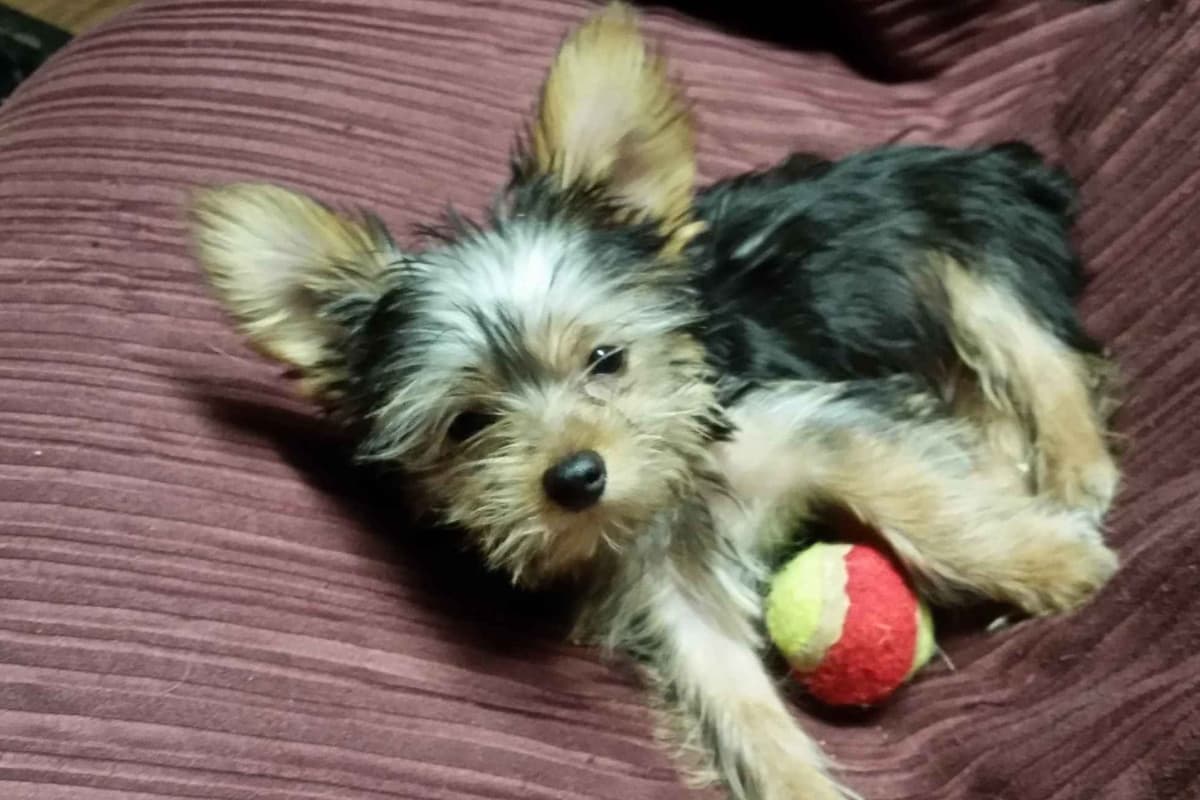 Yorkshire Terrier Puppies breeder image 7