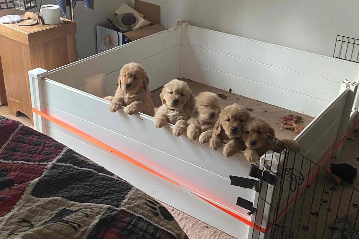 Golden Retriever Puppies breeder image 18