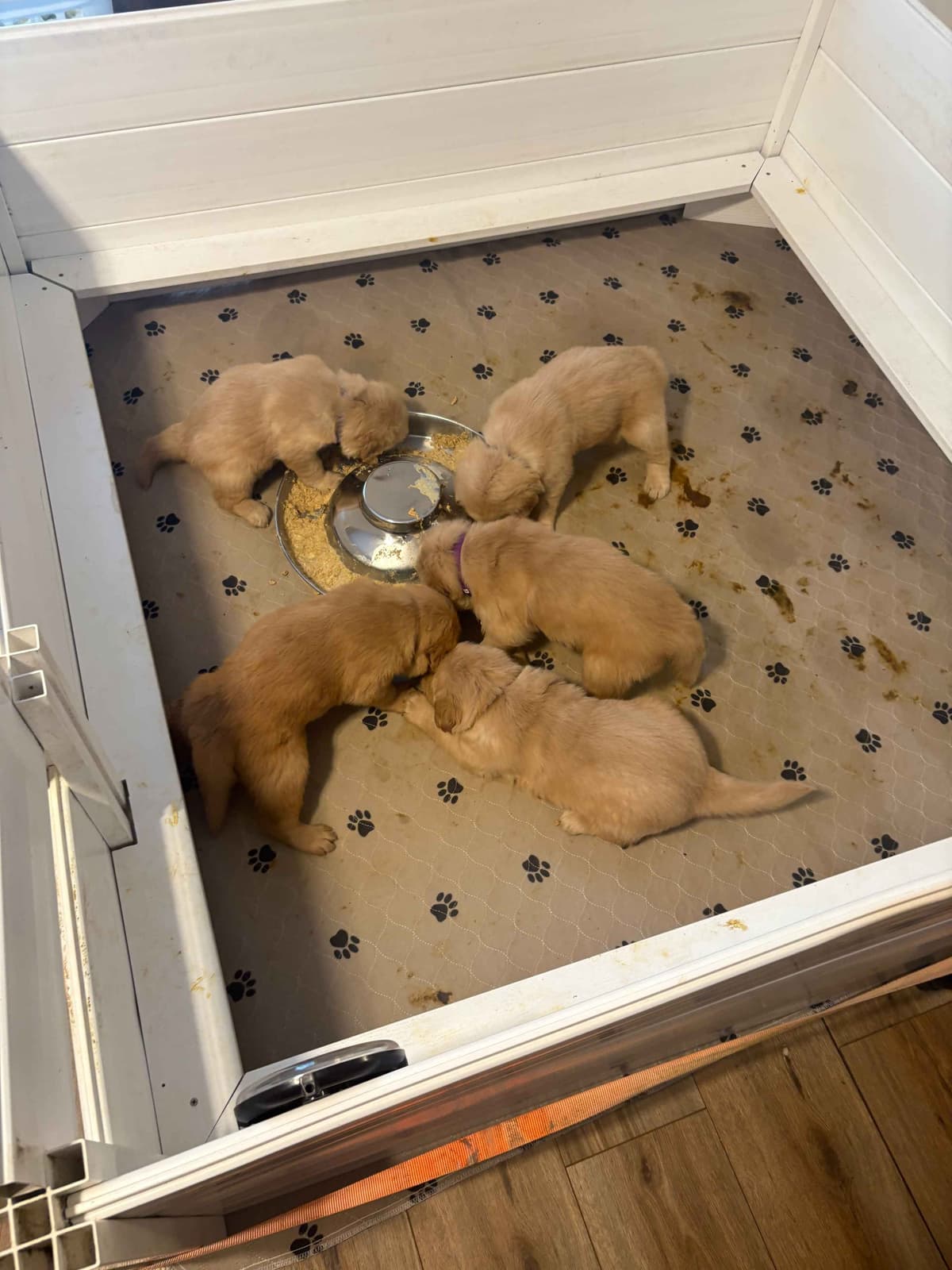 Golden Retriever Puppies breeder image 23