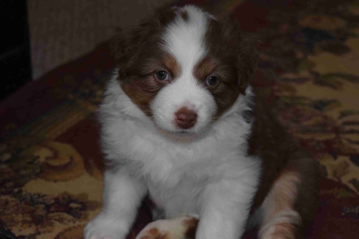 Australian Shepherd Puppies breeder image 11