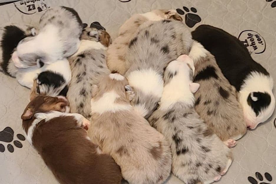 Australian Shepherd Puppies breeder image 14