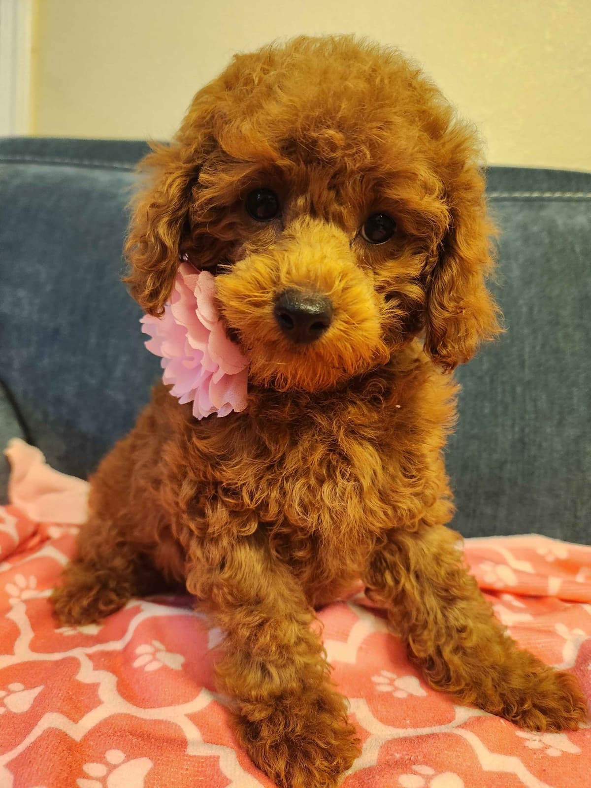 Poodle Puppies breeder image 3
