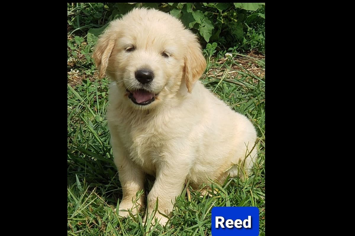 Golden Retriever Puppies breeder image 5