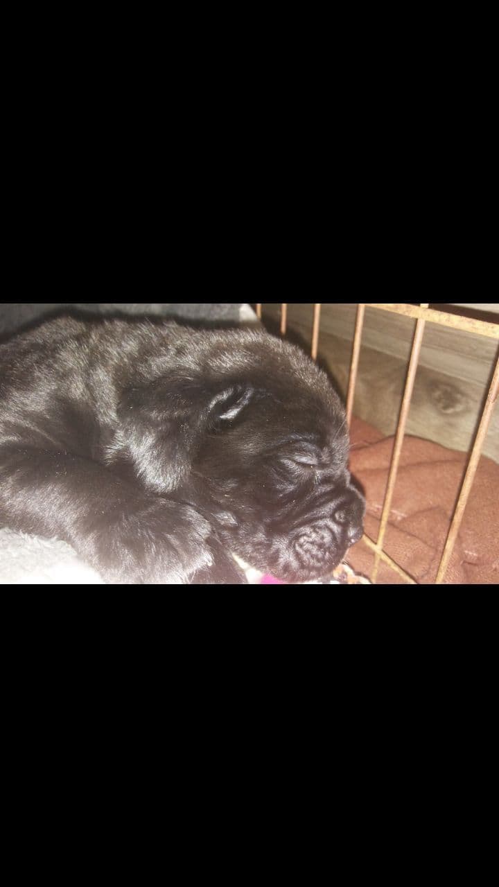 Cane Corso Puppies breeder image 6