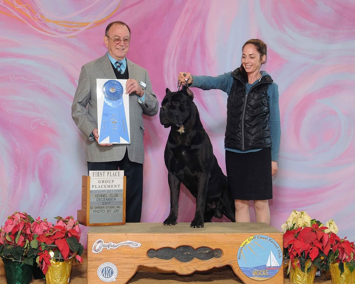 Cane Corso Puppies breeder image 8