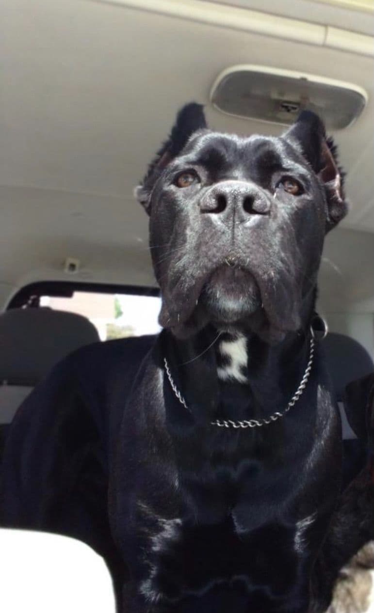 Cane Corso Puppies breeder image 37
