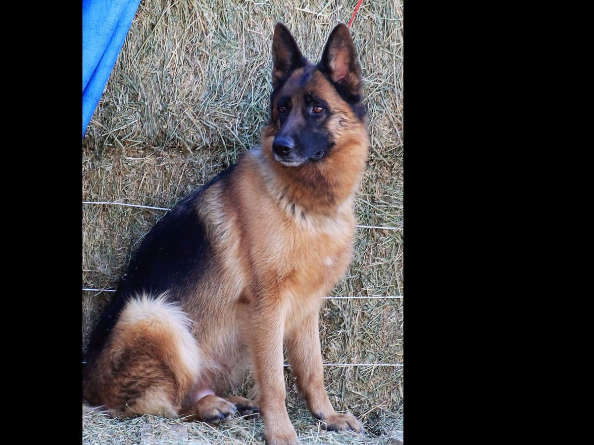 German Shepherd Puppies-unmatched quality, temperament, and purpose. breeder image 5