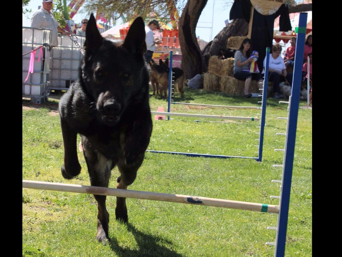 German Shepherd Puppies-unmatched quality, temperament, and purpose. breeder image 14