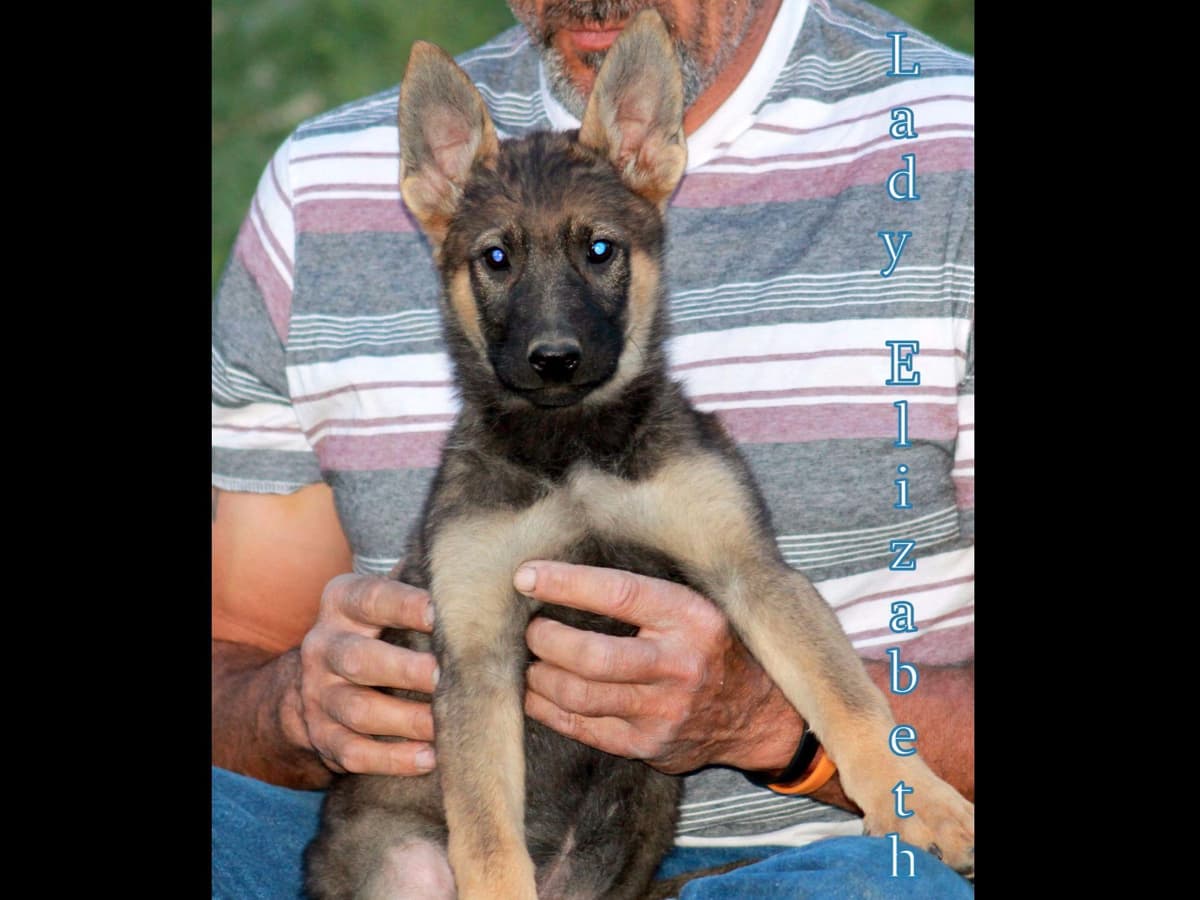 German Shepherd Puppies-unmatched quality, temperament, and purpose. breeder image 46