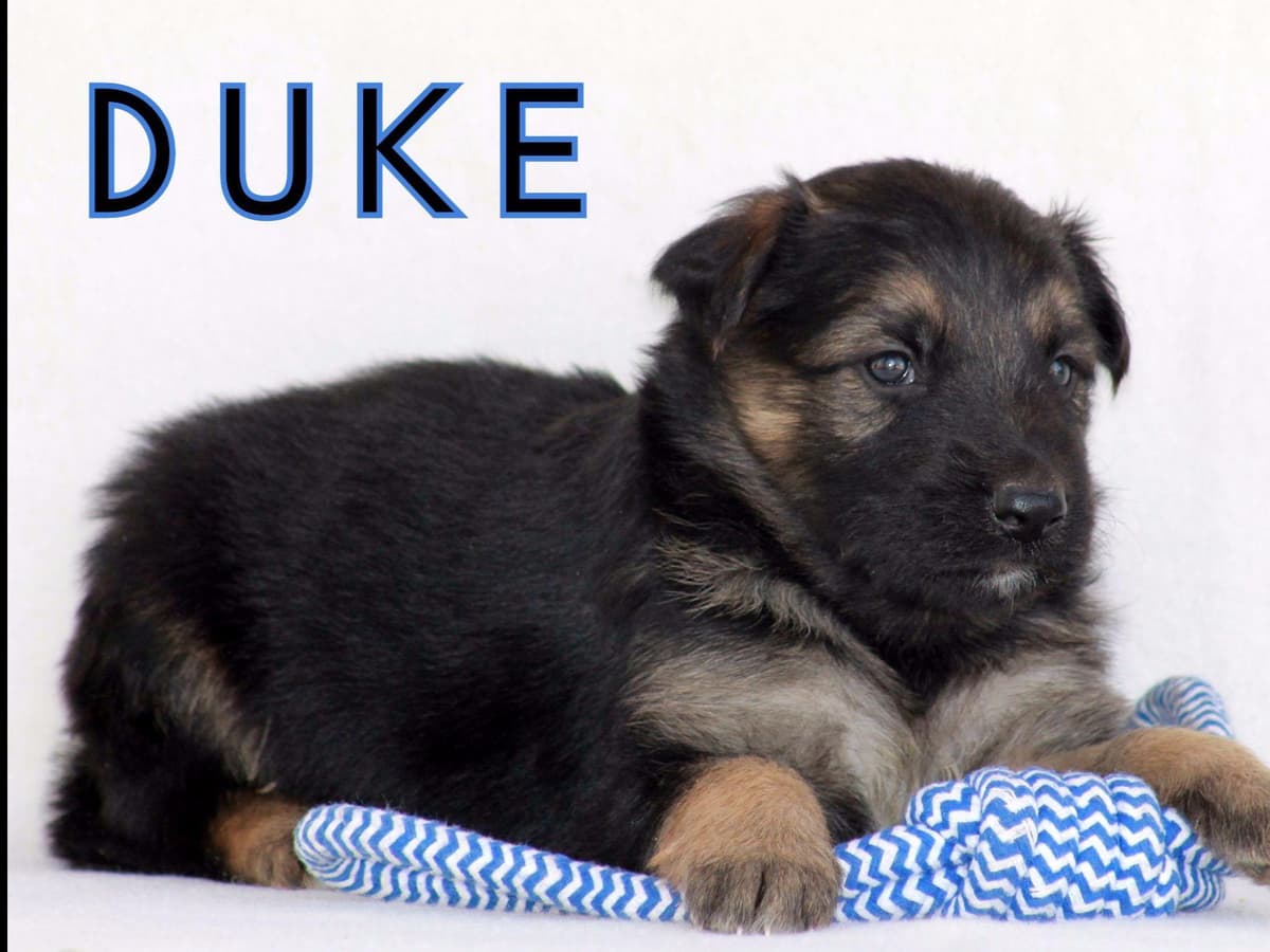 German Shepherd Puppies-unmatched quality, temperament, and purpose. breeder image 49