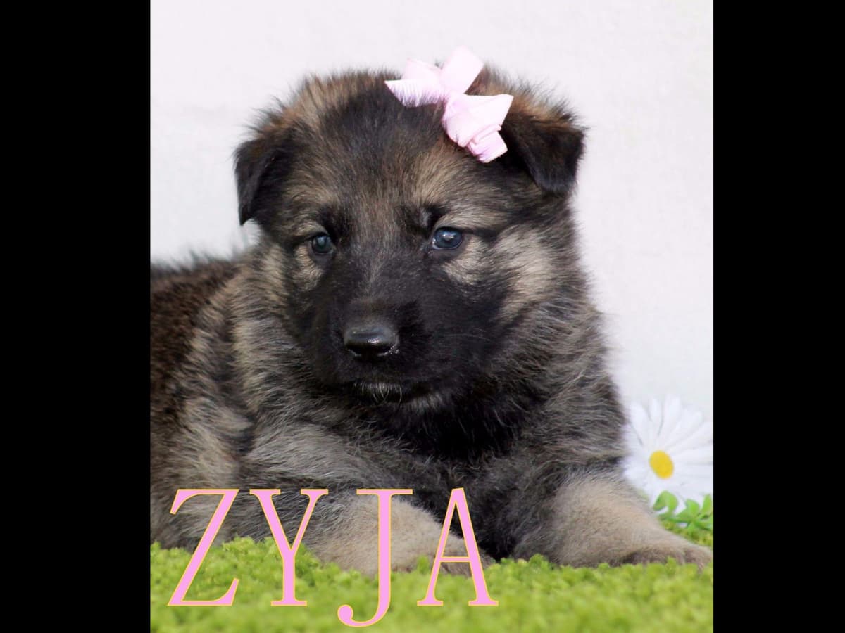 German Shepherd Puppies-unmatched quality, temperament, and purpose. breeder image 51