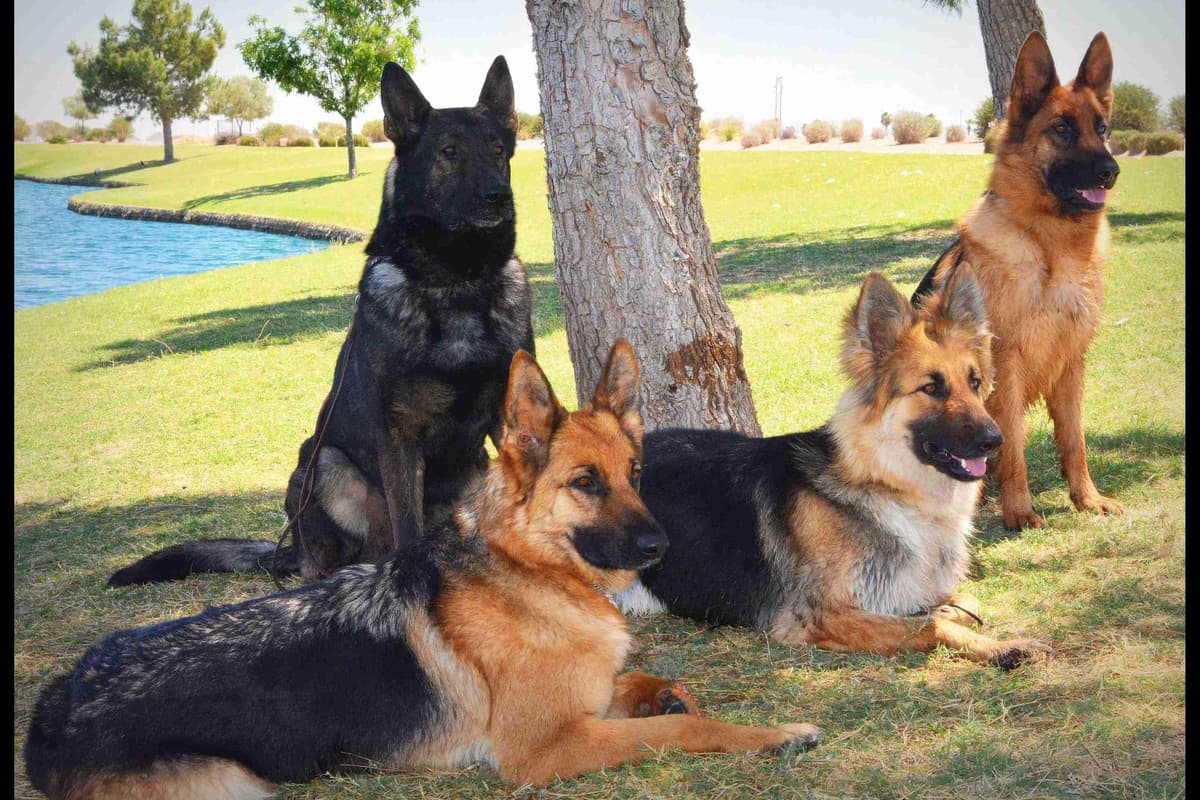 German Shepherd Puppies-unmatched quality, temperament, and purpose. breeder image 96