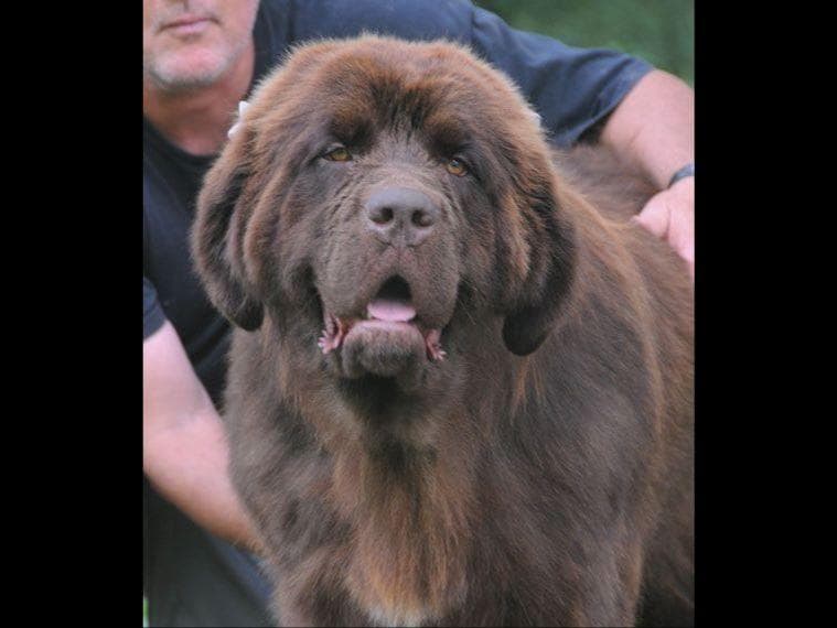 Nanny Newfs Puppies breeder image 3