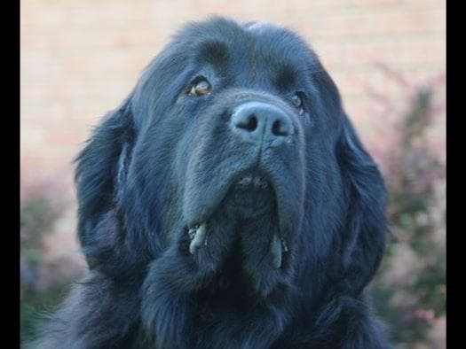 Nanny Newfs Puppies breeder image 6