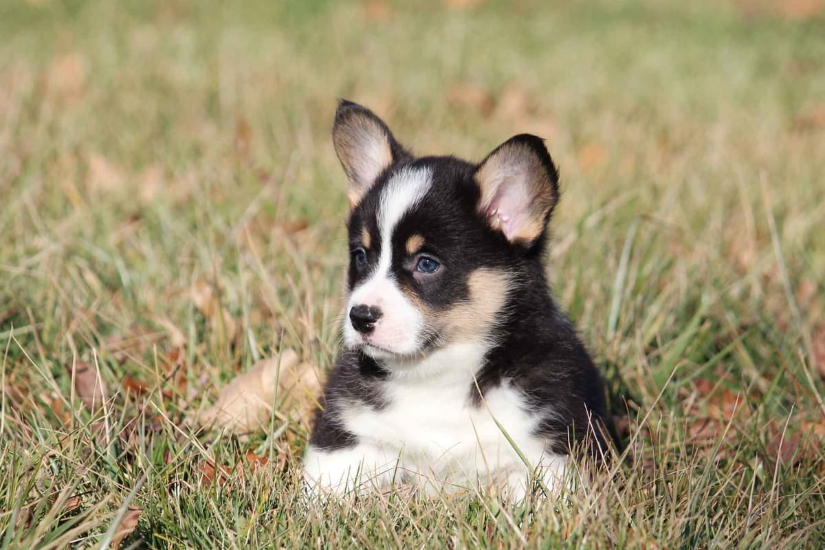 Pembroke Welsh Corgi Puppies breeder image 9