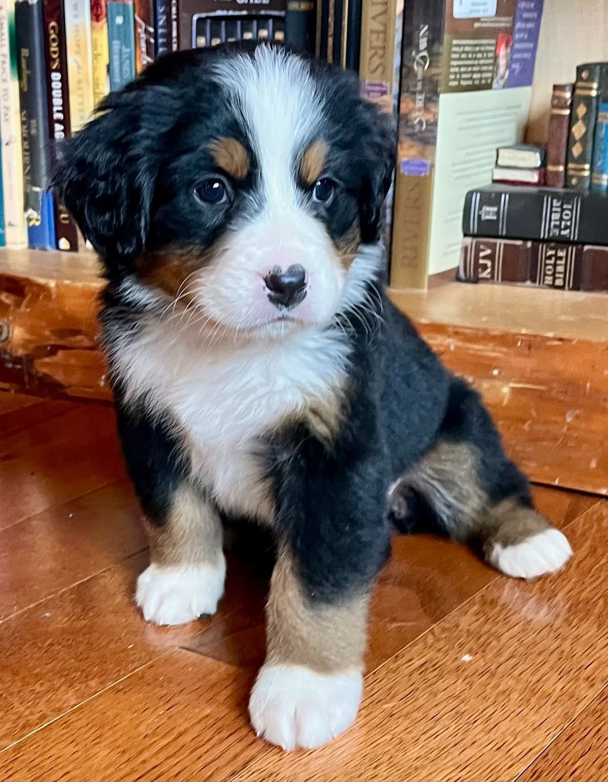 Bernese Mountain Dog Puppies breeder image 2