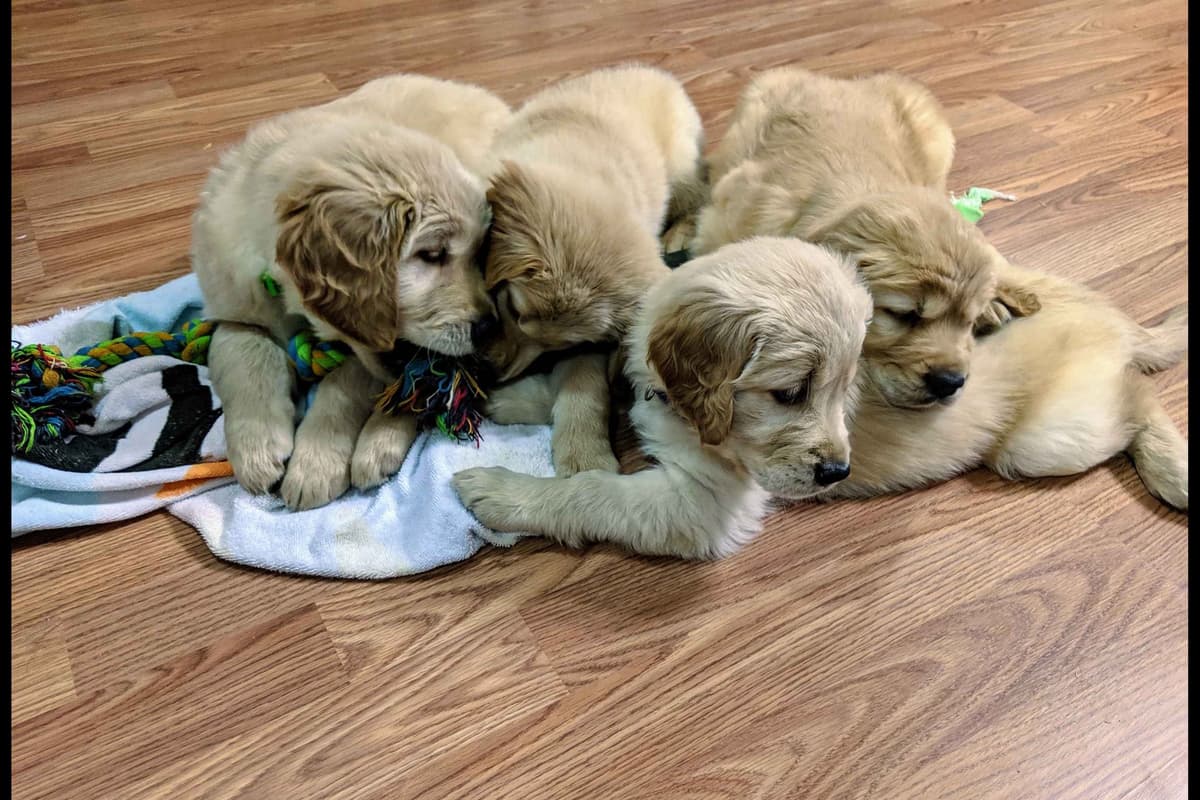 Golden Retriever Puppies breeder image 8
