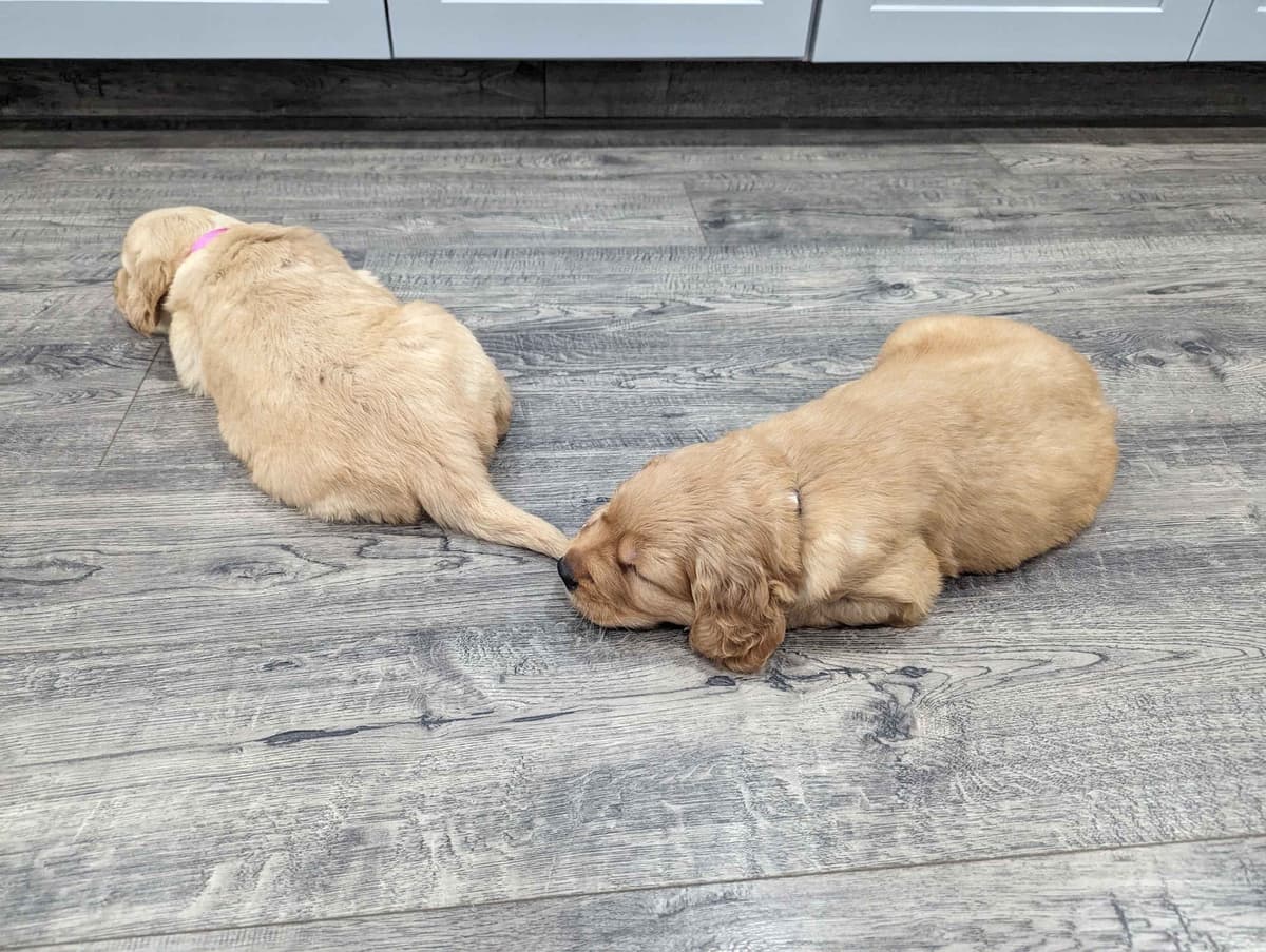 Golden Retriever Puppies breeder image 29