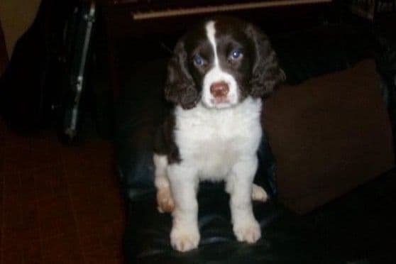 English Springer Spaniel Puppies breeder image 6