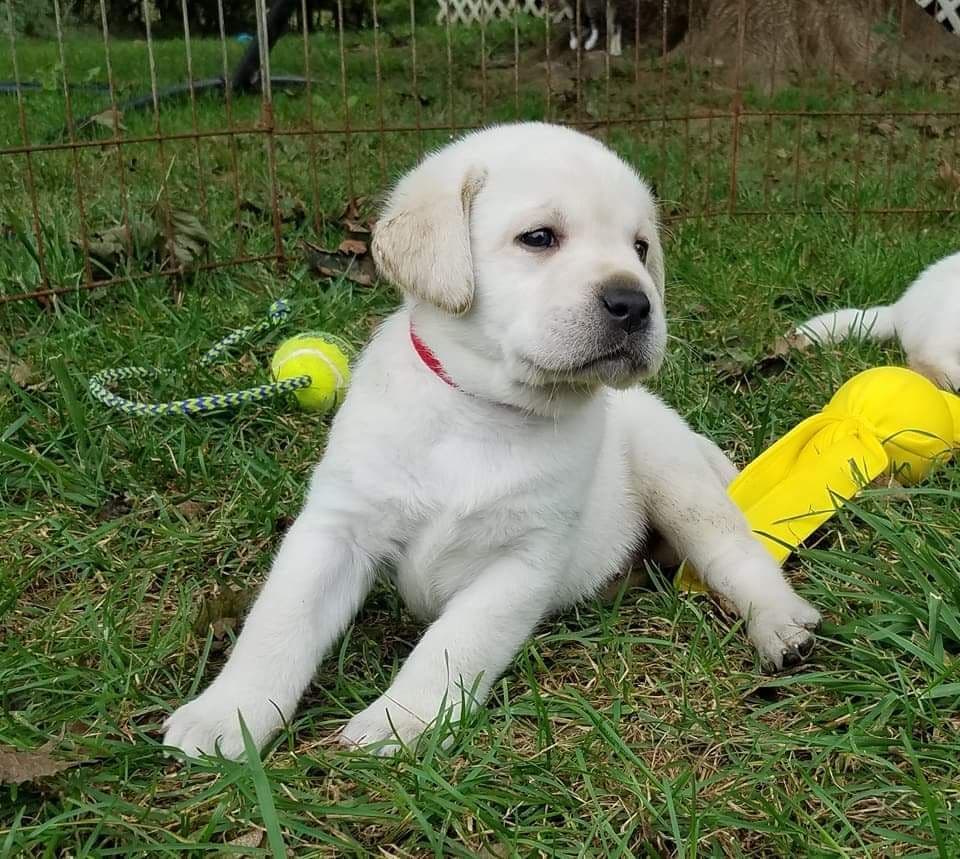 Labrador Retriever Puppies breeder image 13