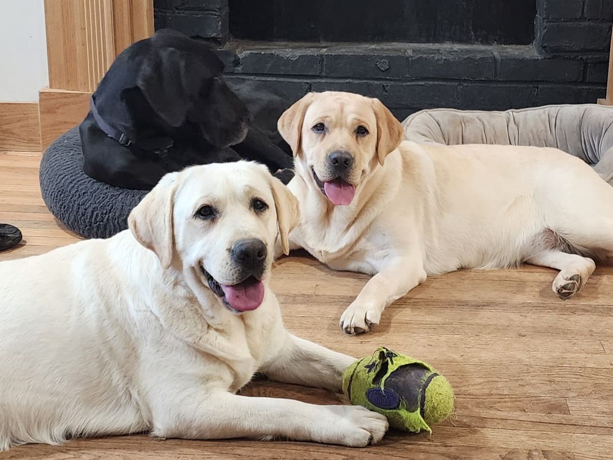 Labrador Retriever Puppies breeder image 20