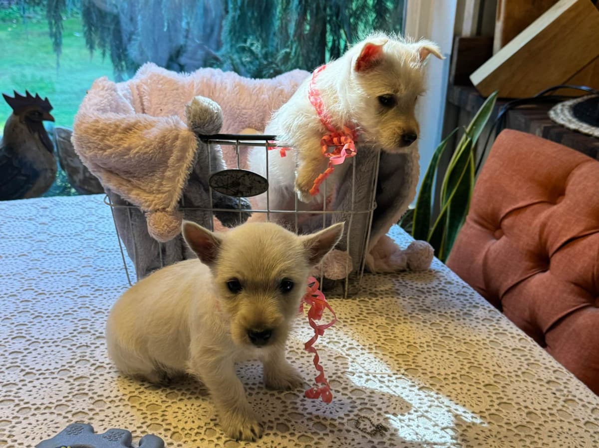 West Highland White Terrier Puppies breeder image 29