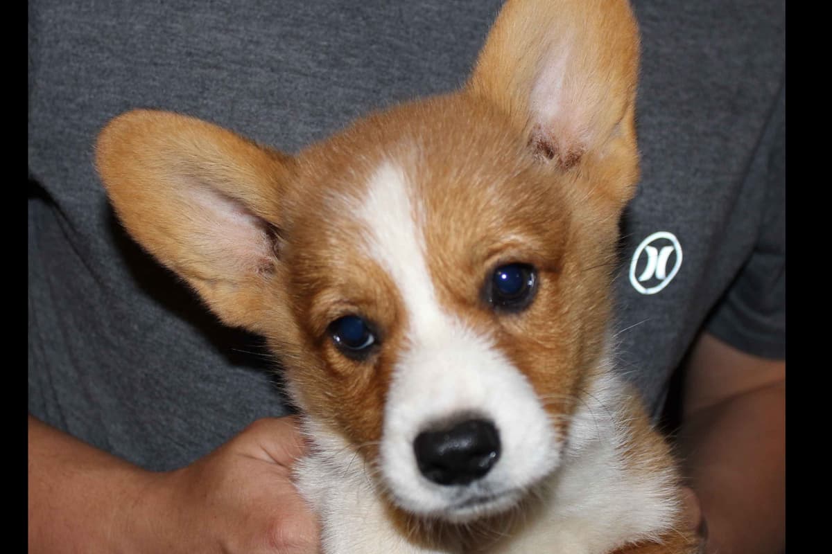 Pembroke Welsh Corgi Puppies breeder image 3
