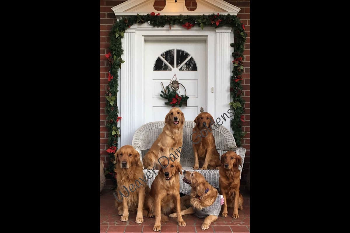 Golden Retriever Puppies breeder image 1