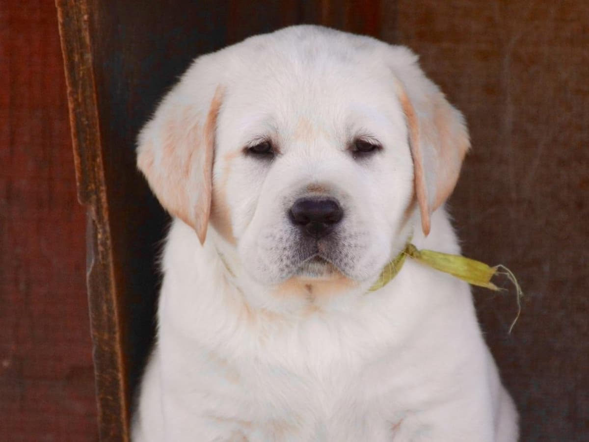 Labrador Retriever Puppies breeder image 9