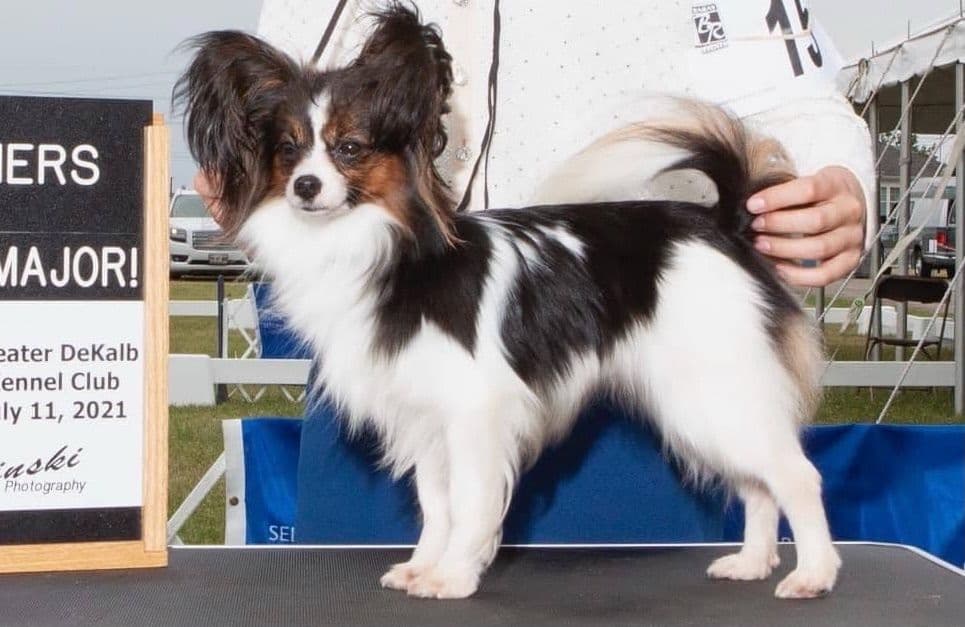 Papillon Puppies breeder image 13